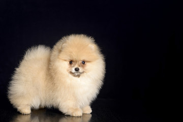 Fototapeta premium Pomeranian on a dark background
