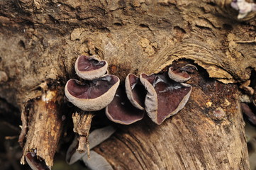 Wild mushrooms, in the wild nature