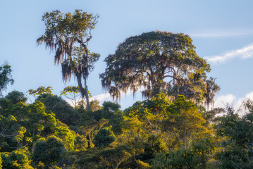Copa de árvores na Mata Atlântica