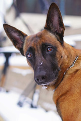 The portrait of a surprised Belgian Shepherd dog Malinois posing outdoors in winter