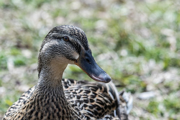 portrait of a duck