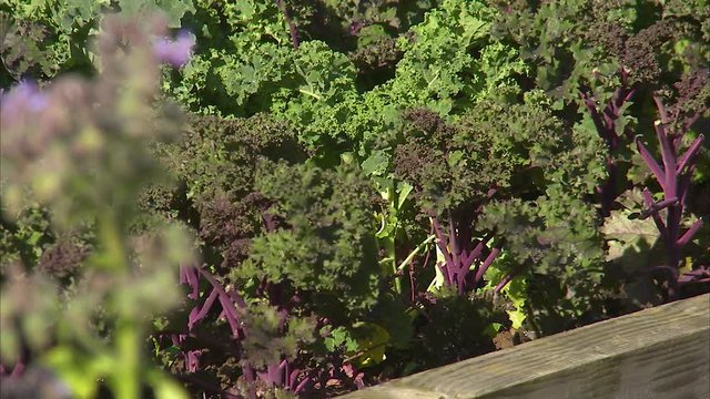 A steady medium shot of purple stem lettuce.