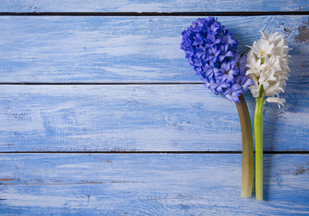 Fresh  hyacinths on blue woden surface
