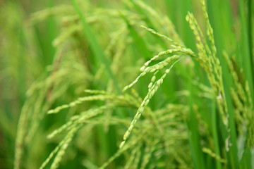 Obraz na płótnie Canvas Rice varieties field in Farming Planting season