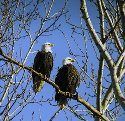 eagels on a branch