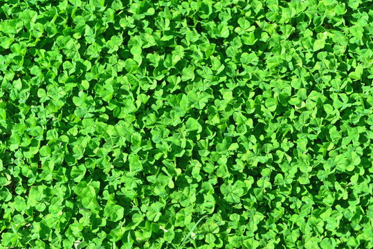 Green background from green clover leaf