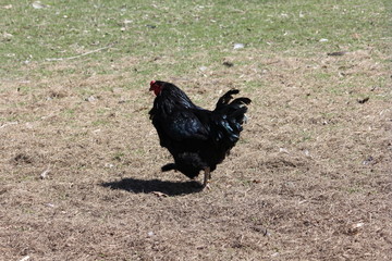 Black CHicken