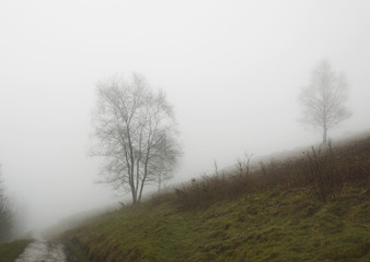 Misty winter trees on the Malvern Hills Worcestershire