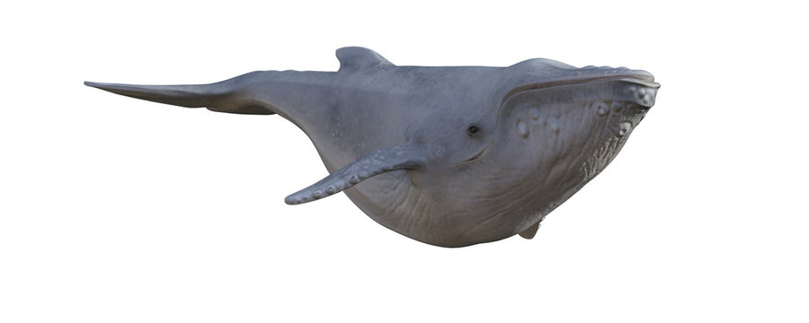 Humpback Whale Isolated On White, 3d Render