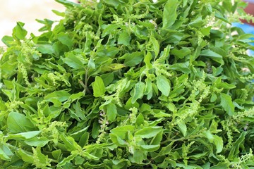 Basil vegetable  in the market