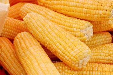 fresh corn at market