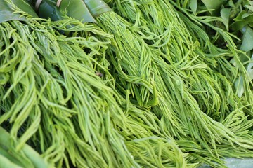 Acacia pennata at market