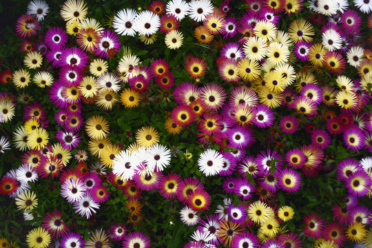 colourful blossom flowers Aizoaceae Cleretum bellidiforme