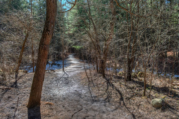 Ice trails of the spring forest