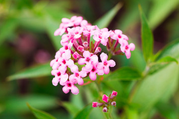 Pink Verbena ,disambiguation flower isolate in spring summer after raining in the morning, technical cost-up.