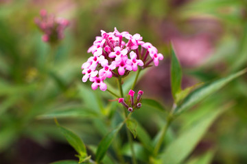 Pink Verbena ,disambiguation flower isolate in spring summer after raining in the morning, technical cost-up.
