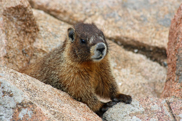 Marmot - Rocky Mountains National Park, Colorado