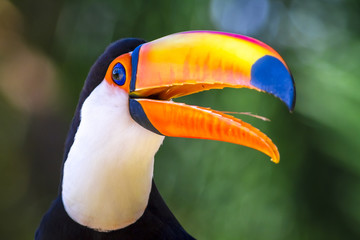 Fototapeta premium tucano ave tropical do Brazil Tucanoçu