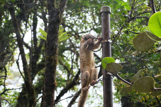 Olingo in the trees