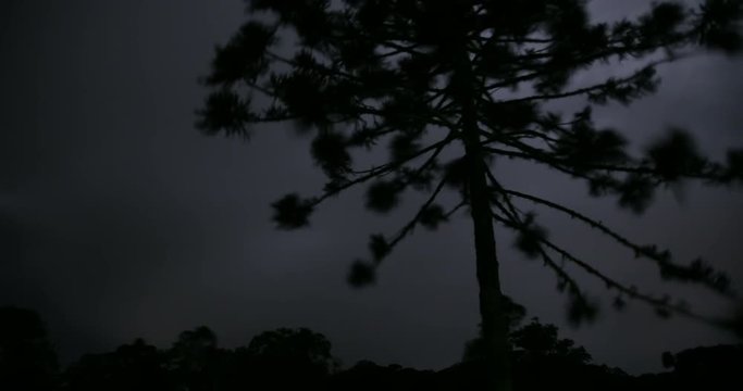Time lapse - Ominous thunderstorm in a rural area of Santa Catarina state, Araucária Tree in the foreground. São Cristóvão do Sul, Santa Catarina / Brazil