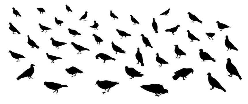 Group of walking dove and pigeon in silhouette art