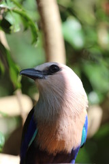 Blue-Bellied Roller Portrait / African Bird