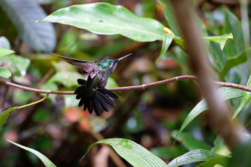 Beautiful little hummingbird