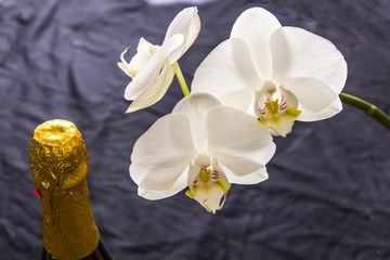 Vita eleganta orkidé