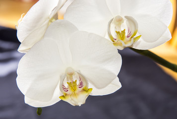 Fototapeta na wymiar Vita eleganta orkidé