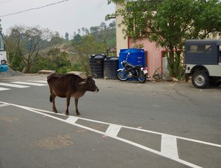 Brown cow / bull standing in the middle of a rural street blocking traffic in the countryside of Kerala (India)