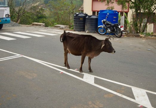 Brown Cow / Bull Standing In The Middle Of A Rural Street Blocking Traffic In The Countryside Of Kerala (India)