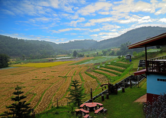 Naklejka premium Beautiful morning of nature Rice Fields Harvest season, Sunriset, fog, in the morning of farm Doi Inthanon Homesta Mae Klang Luang Chiang Mai Thailand