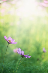 Spring flower background selective focus.