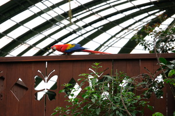 Colorful ara of Costa Rica