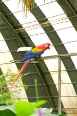 Colorful ara of Costa Rica