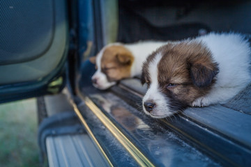 Thai Bangkaew Dog Puppies sleep on the car