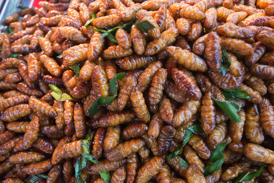 Fried silkworms is insects protein rich food, crispy with sauce and garnish thai pepper powder
