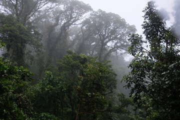 Obraz na płótnie Canvas Foggy rain forest