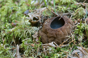 Witches cauldron, Sarcosoma globosum among moss