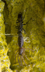 Spider wasp, Pompilidae with caught snake back spider, Segestria senoculata