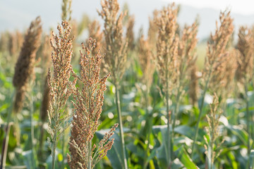 Millet or Sorghum in field of feed for livestock