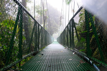 Rain forest hanging bridges