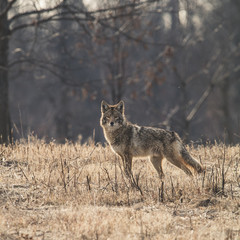 Posing Coyote