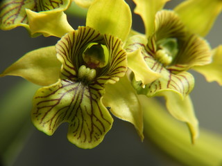 Dendrobium Excelsa - Beautiful flower