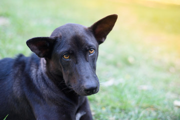 Nice dog in the garden.