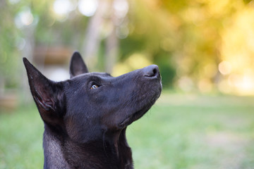 Nice dog in the garden.