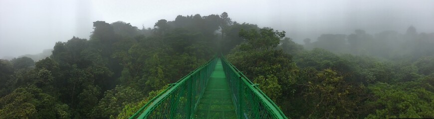 Fototapeta na wymiar Rain forest hanging bridges