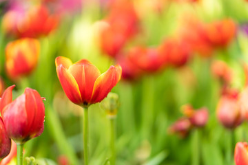 Obraz premium Red tulips in the garden