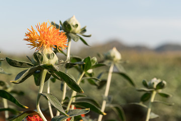 Safflower has begun to bloom