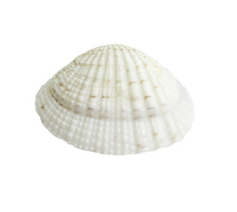 Scallop seashell isolated on white